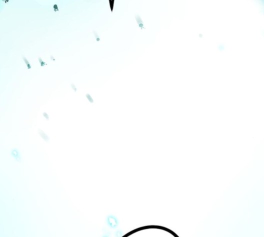 Promised Orchid Ch.68 p41
